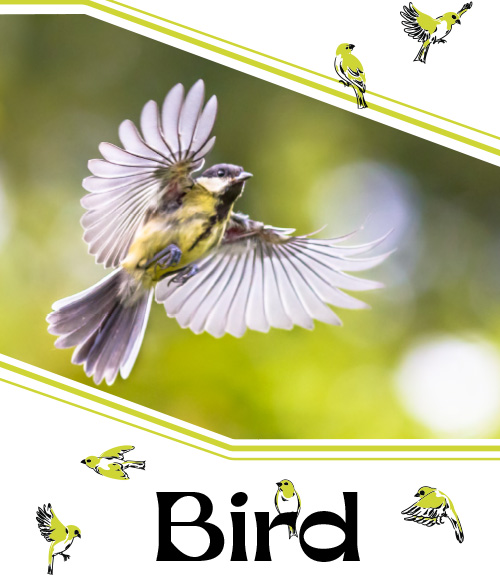 Bird Catalogue 2024