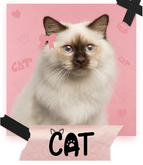 Cat Catalogue 2024