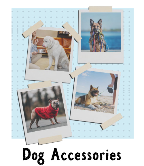 Dog Accessories Catalogue 2024