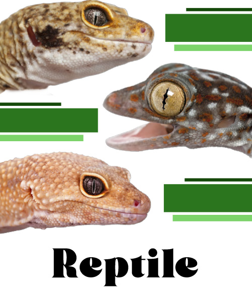 Reptile Catalogue 2024