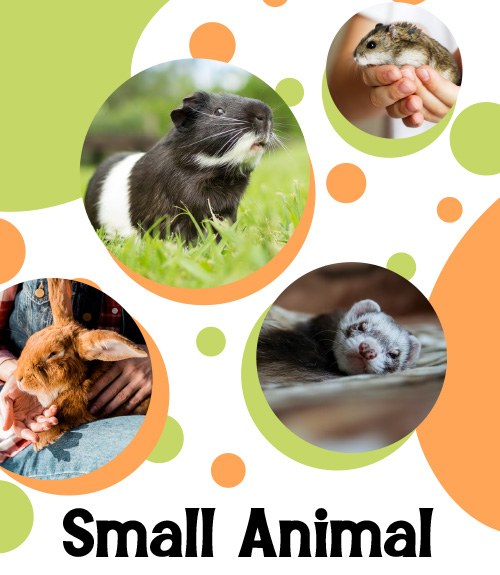 Small Animals Catalogue 2024
