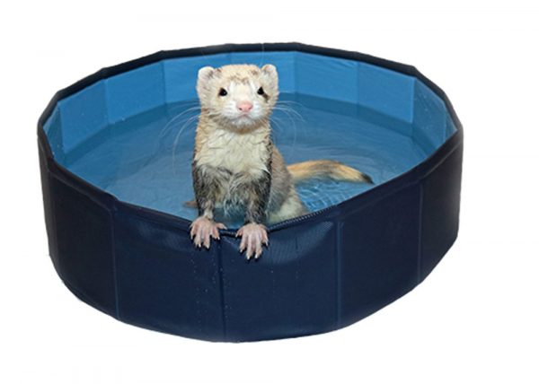 MARSHALL Ferret Swimming Pool 24" - Image 2