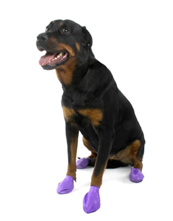 PAWZ Boots - Large 12pk - Image 2