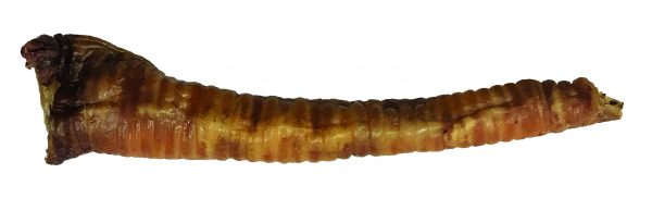 sōl Lamb Trachea - Bulk - 935 g approx 40 pcs. - Image 3