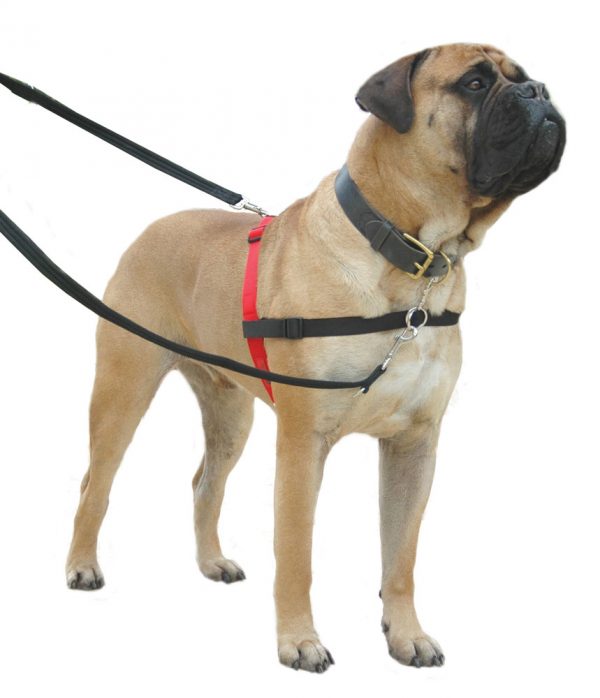 HALTI Harness - Large - Image 3