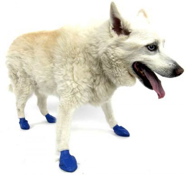 PAWZ Boots - Medium 12pk - Image 3