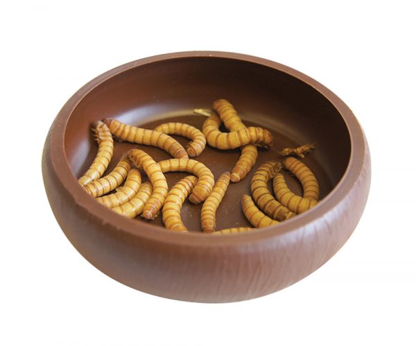 KOMODO Mealworm Dish - Image 2