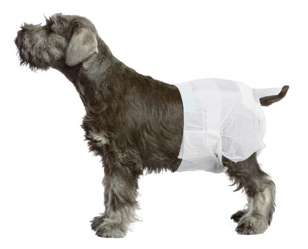 PAWISE Disposable Diapers - 12pack XL