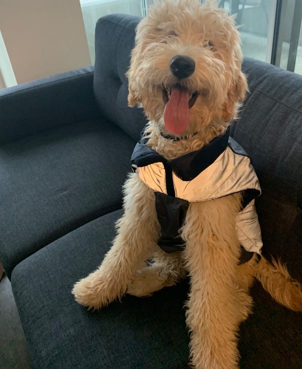 DOGGIE-Q Camo Taffeta Reflective Jacket 12" - Image 3