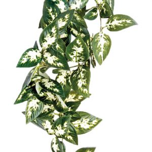 KOMODO Borneo Hanging Vine 13cm