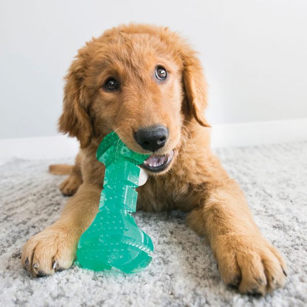 KONG Squeezz Dental Stick Md - Image 3