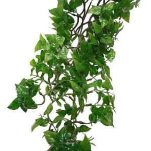KOMODO Philodendron Hanging Plant 60cm
