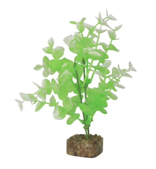 GLOFISH Plant Medium Green/White