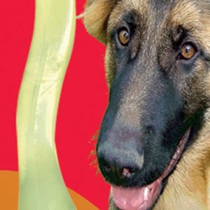 FIDO SF Med Bone Chk