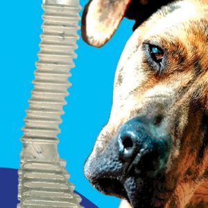 FIDO Dental Sm
