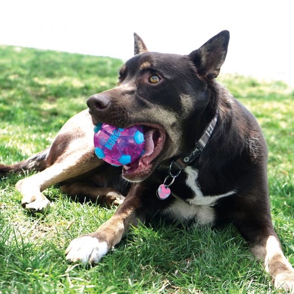 KONG Sport Softies Ball Assorted Md Bulk - Image 4