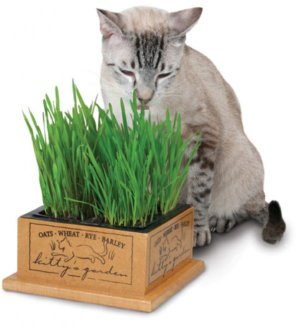 SMARTCAT Kitty's Garden - Image 3