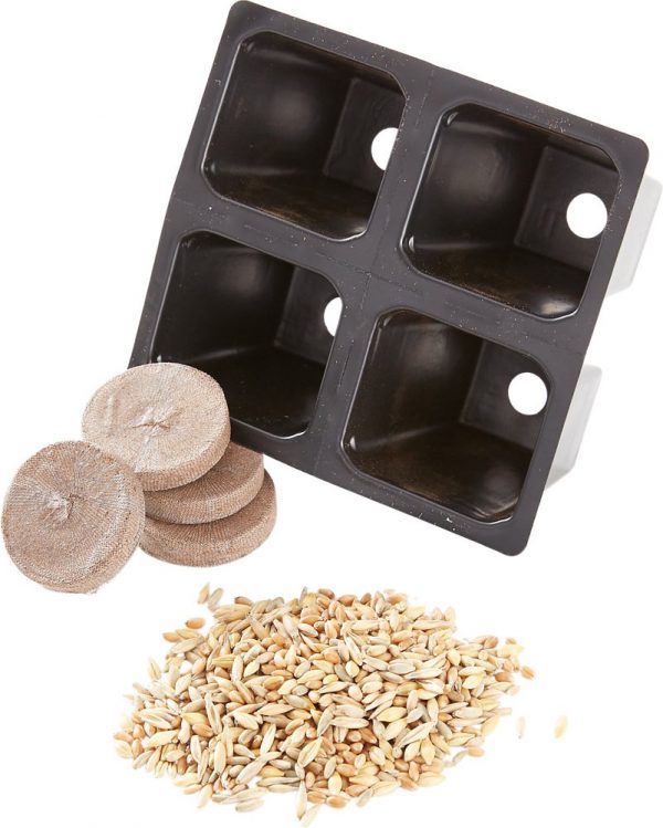SMARTCAT Kitty's Garden - Seed Refill Kit - Image 2