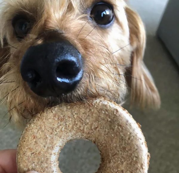 NATURES ANIMALS Doggie Donuts (36) - Image 3