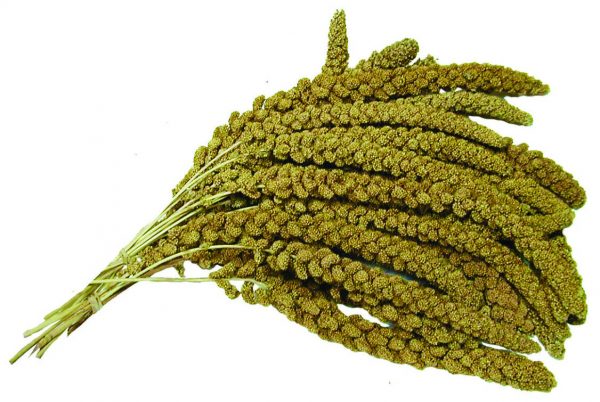BEAKS! French Yellow Millet Sprays - 5 lb Box - Image 3