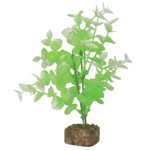 GLOFISH Plant Medium Green/White
