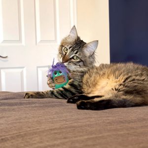 KONG Scrattles Highland Cow PDQ 12 Pcs