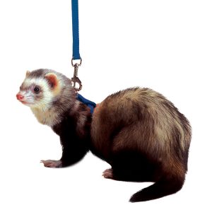 MARSHALL FerretHarnsLead Set-Blu