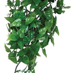 KOMODO Philodendron Hanging Plant 30cm