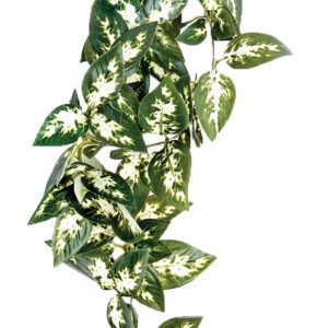 KOMODO Borneo Hanging Vine 40cm