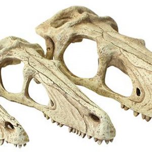 KOMODO Raptor Skull Small