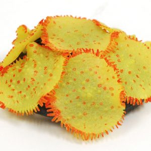 SPORN Ricordia Anemone YELLOW