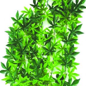 GLOFISH Plant Small Purple/Green