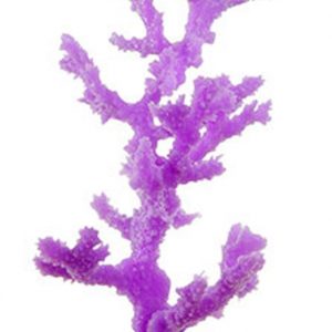 SPORN PURPLE Sinularia CORAL L