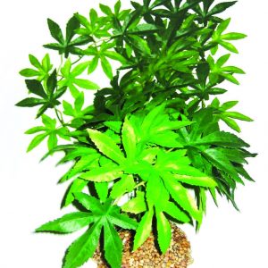 GLOFISH Plant Small Orange/Yellow