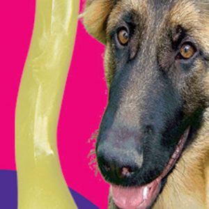 FIDO MED Bone /ET 260