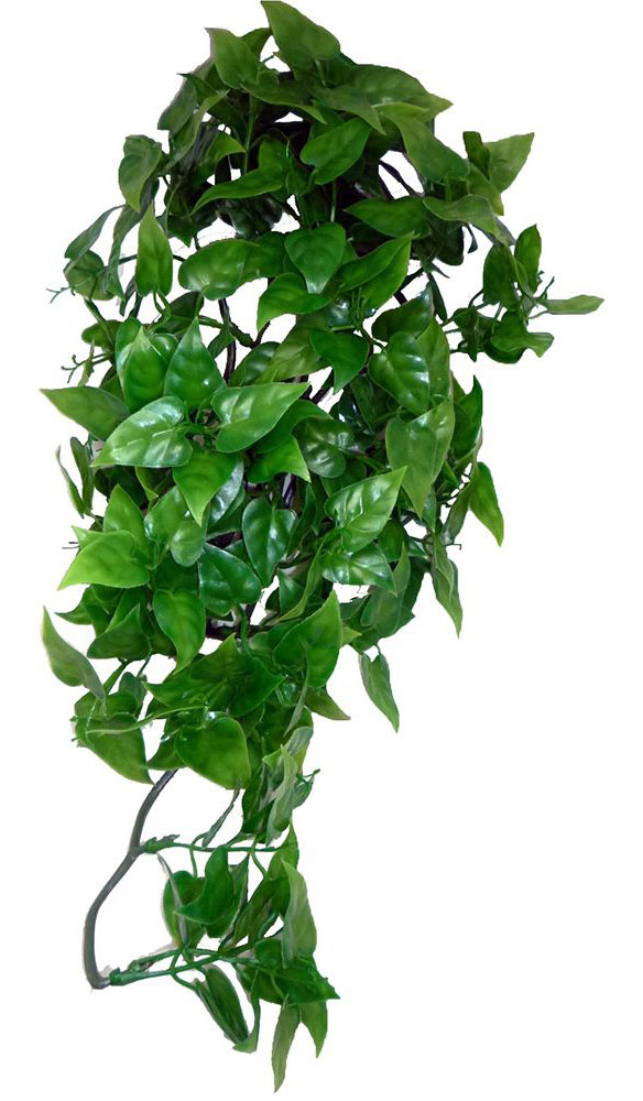 KOMODO Philodendron Hanging Plant 40cm