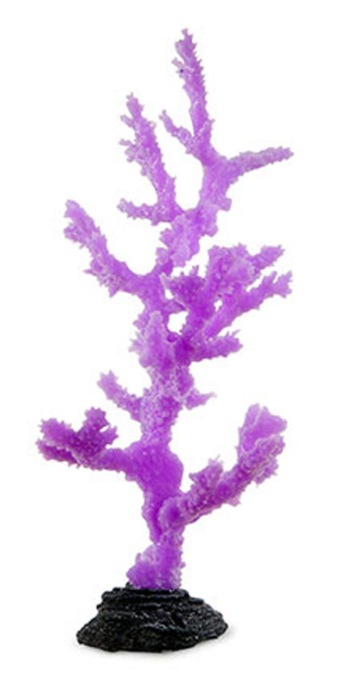SPORN PURPLE Sinularia CORAL L